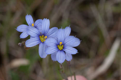 Sisyrinchium nashii #9